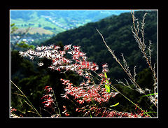 photo "simplicity"