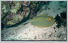 photo "Underwater pictures #6"