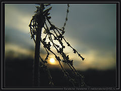 photo "Untitled photo"