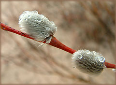 фото "The drops of snow"