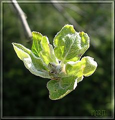 фото "Apple tree"