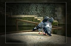 photo "LOVE and PIGEONS or SPRING and BIRDS"