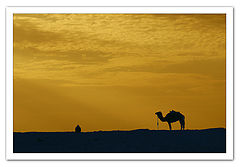 photo "Camel"