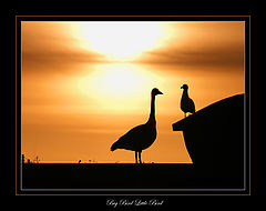 photo "Big Bird Little Bird"