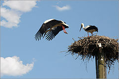 фото "Let`s fly!"