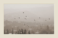photo "BIRDS"