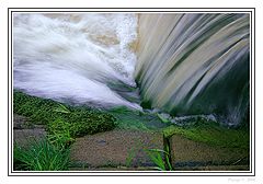 photo "... quickness"