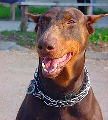 photo "Smile  of Mona Greta."