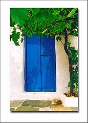 photo "Door and vine tree"