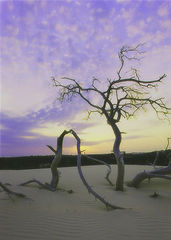 album "Landscape"