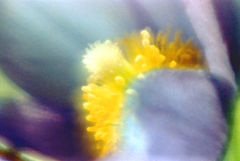 photo "Dreams of a dream-grass"