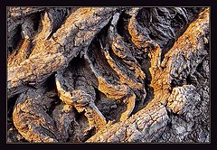 photo "Bark"