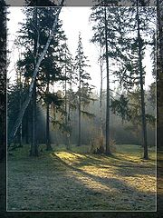фото "Утренний туман"