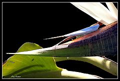 photo "*****"