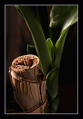 photo "drunkard"