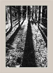 photo "Forest Shadows"