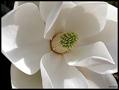 photo "White giant"
