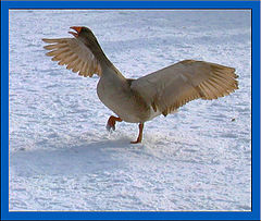 photo "Goose-song"