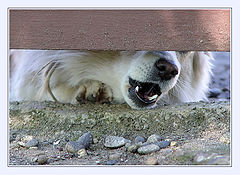 photo "Beware of a malicious dog!"