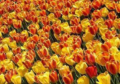 photo "Tulips"