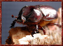 photo "The rhinoceros"