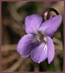 photo "Wood violet"