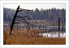photo "Spring on a bog"