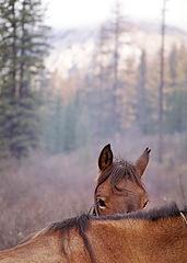 photo "On the lookout"