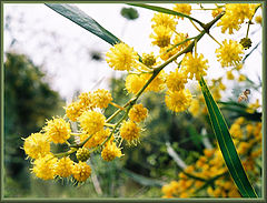 photo "Spring"