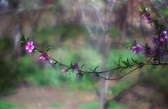 photo "Under the soft Sunlight of Spring"