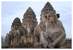 photo "Temple watch monkey"