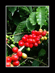 photo "cofFee plant"