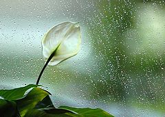photo "Regenweer"