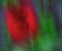 photo "Abstract Flower #2"