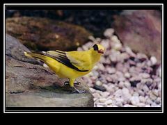 фото "Bird 02"