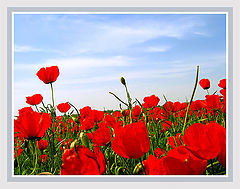 photo "field poppy"