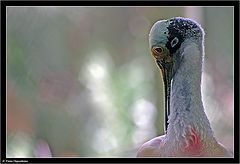 photo "Shy Bird"