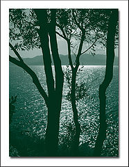 photo "Olive trees silhouette"