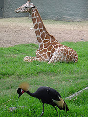 photo "SIMILAR SHAPES"