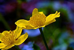 фото "Marsh Marigold"