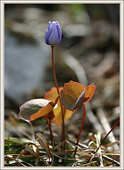 photo "***"