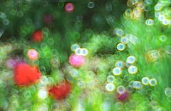 photo "Poem for Spring!"