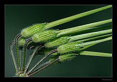 photo "Natural green lines"