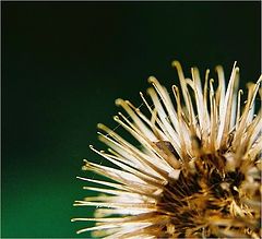 photo "thistle..."