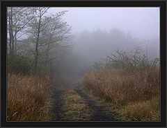фото "morning"