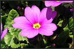 photo "The spring has come"