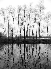 фото "Ramifications and pathways"