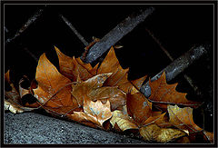 photo "The rests of Autumn"