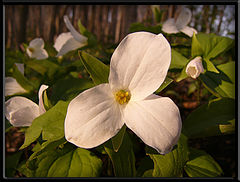 фото "Trillium"