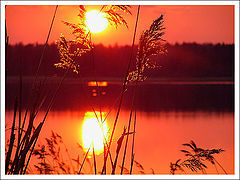 photo "grass sunset"